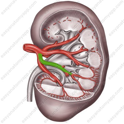 Передне-нижняя сегментарная артерия (a. segmenti anterioris inferioris renis)